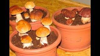 Белые грибы растут прямо на подоконнике! захотел — добавил в суп, захотел — в картошку.