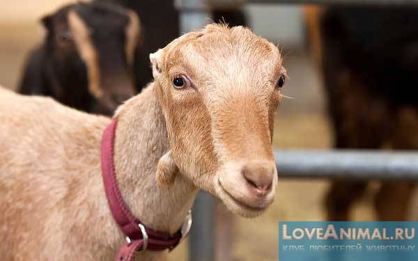 Почему козы падают в обморок при испуге: причины и особенности пород