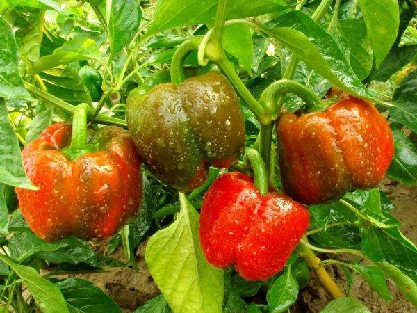 Сорт перца купец — описание и особенности выращивания