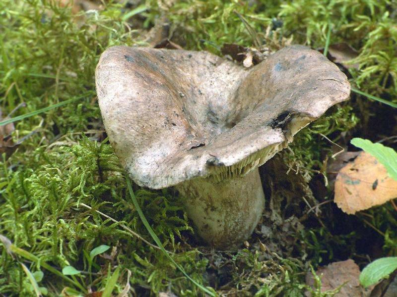 Грибы подгруздки (белый, частопластинчатый и чернеющий): фото, описание, свойства и применение грибов