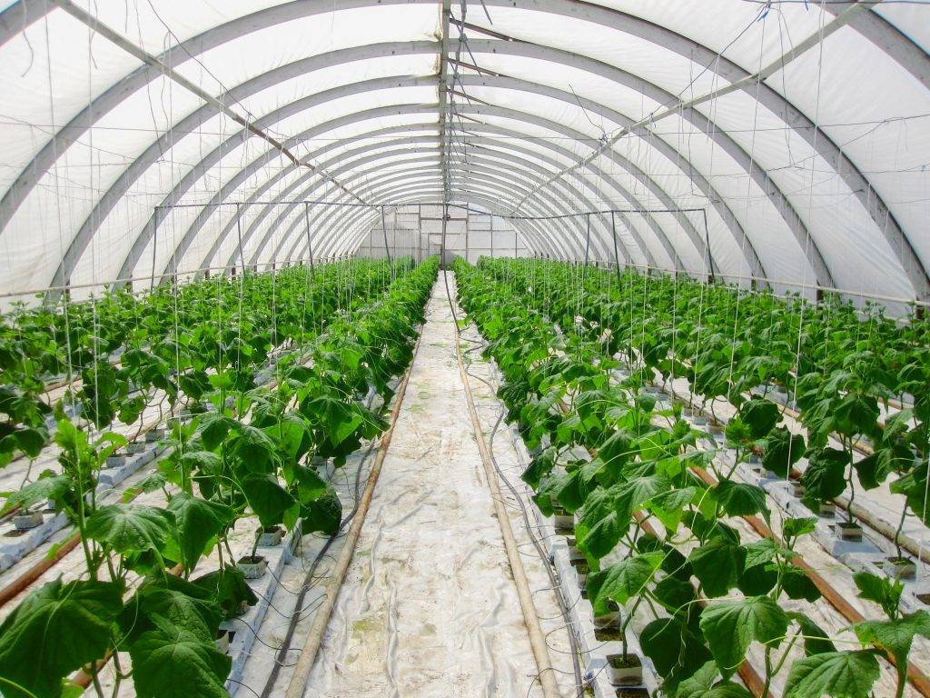 Технология выращивания огурцов и томатов на гидропонике - дачник