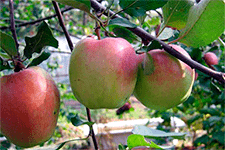 Яблоня сорт “башкирский красавец”: описание, выращивание и уход