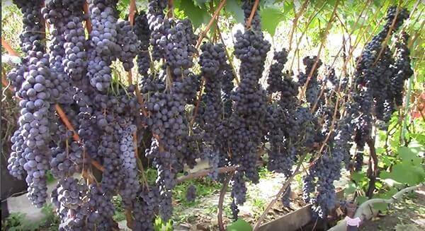Синие и черные сорта винограда в украине: описание, фото, купить саженцы - vinograd-loza