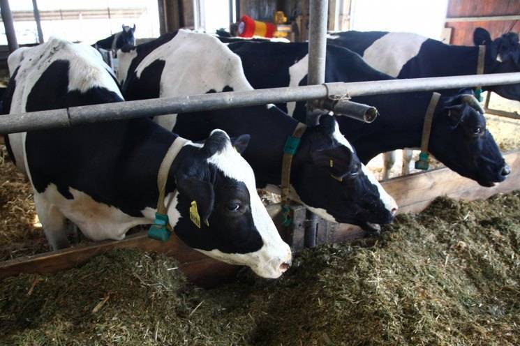 Известные способы осеменения коров, их преимущества и недостатки
