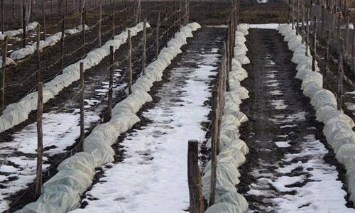 Температурный режим для укрытия винограда