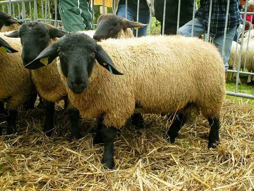 Описание овец породы Суффольк