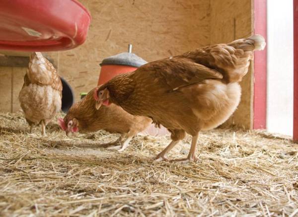 Тонкая и слабая скорлупа у куриных яиц: что делать