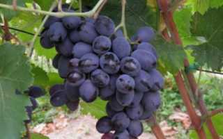Виноград «фуршетный» – стоит ли сажать?