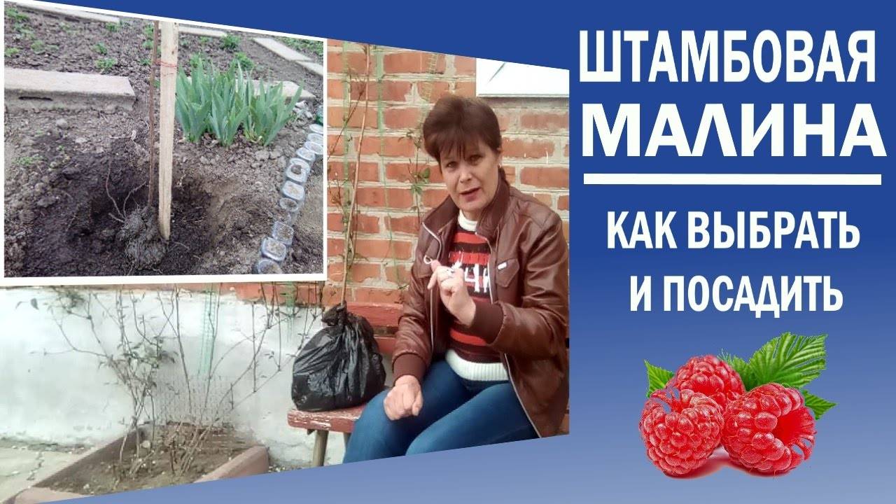 Как правильно сажать малину: пошаговая инструкция для начинающих. схема посадки малины - sadovnikam.ru