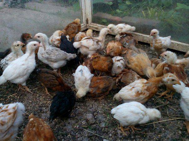 Содержание цыплят в домашних условиях, уход за ними после инкубатора