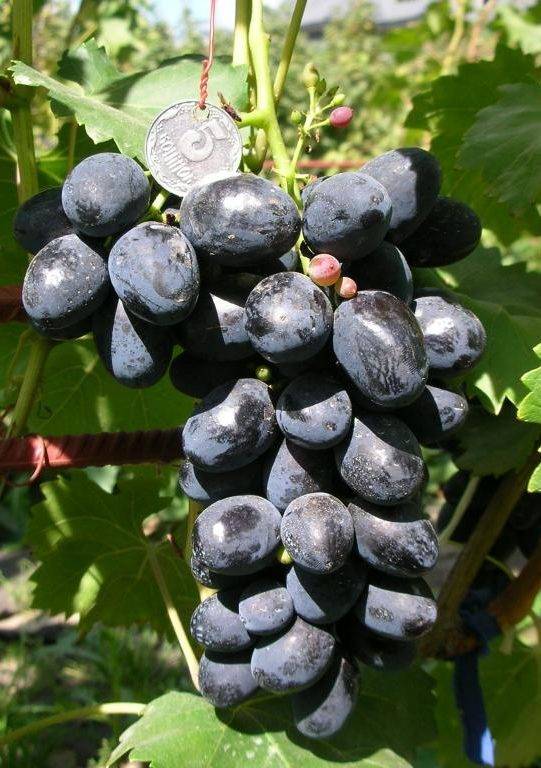 Сорт винограда «Забава» — описание особенностей
