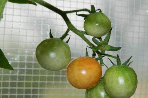 Характеристика и описание сорта томата свит черри, урожайность и выращивание