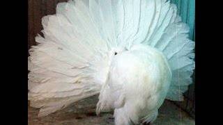 Бакинская порода голубей: фото, описание и видео