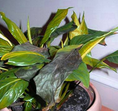 Появились пятна коричневого или иного цвета на листьях спатифиллума? причины, лечение и профилактика недуга
