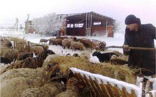 Разведение овец и баранов в домашних условиях