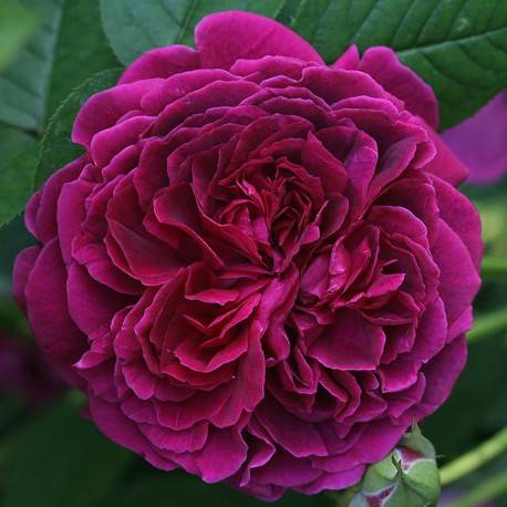 Английские розы. william shakespeare 2000 - розы - форум