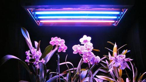 Интересно, какое освещение любят орхидеи: свет или тень?