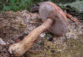 Описание желчного гриба и съедобный он или нет (+22 фото)?