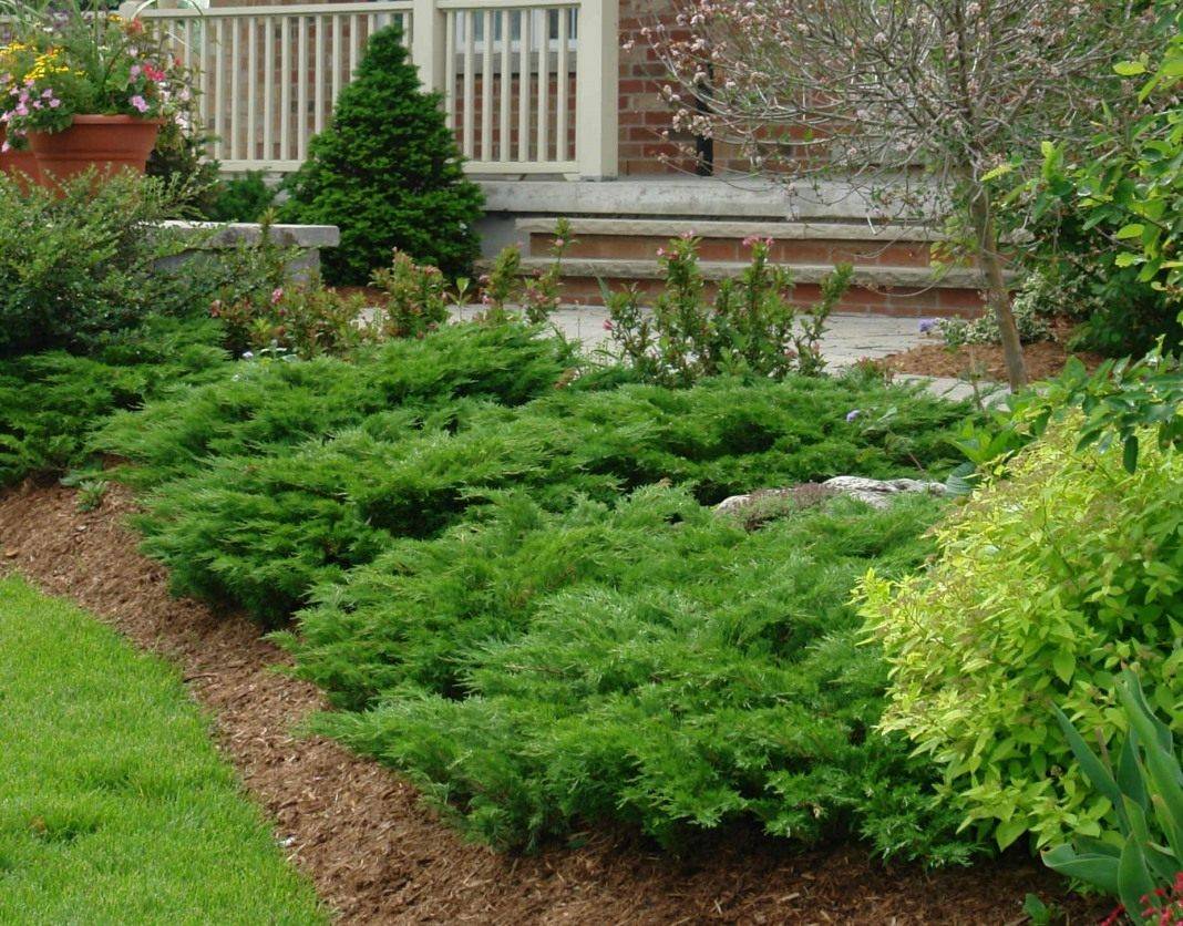 Декоративные вечнозеленые растения и кустарники для сада: фото и названия