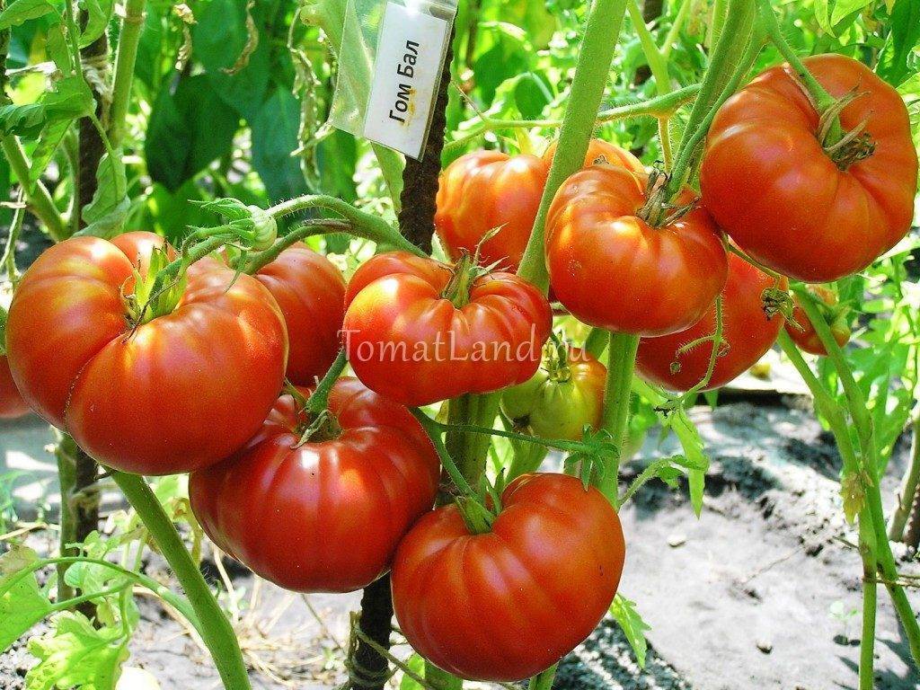 Выращивание томатов: посадка, уход, обработка