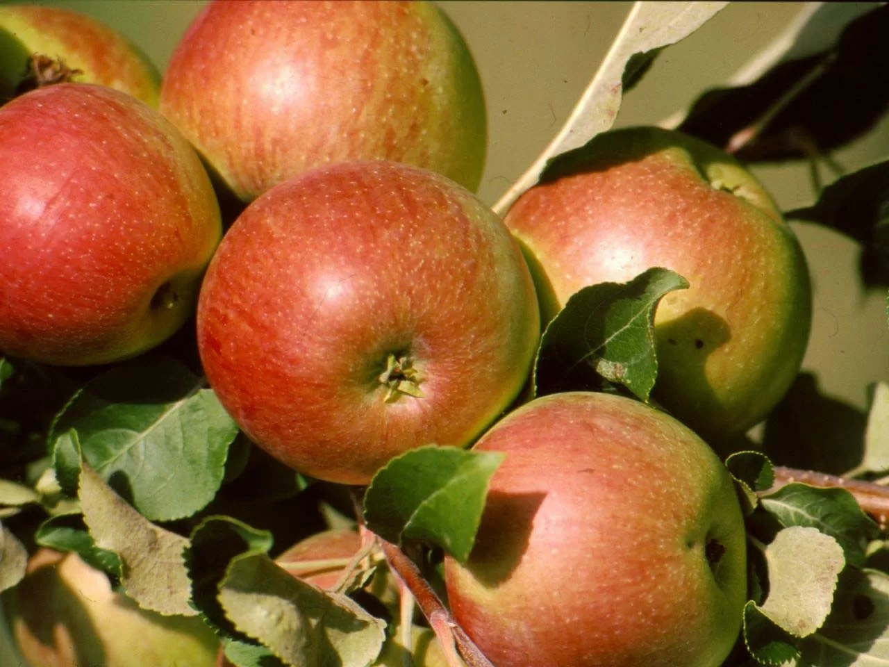 Правильная посадка яблони осенью. многолетний опыт садоводов
