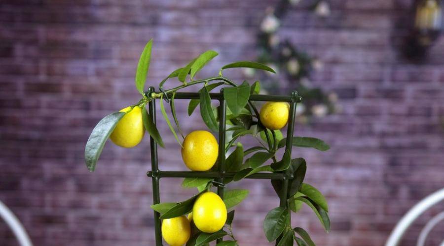Как вырастить лимон из косточки в домашних условиях с плодами