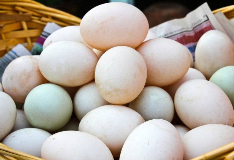 Яйцо утиное: характеристики и преимущества | food and health