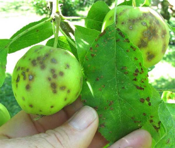 Борьба с плодожоркой на яблоне народными средствами
борьба с плодожоркой на яблоне народными средствами