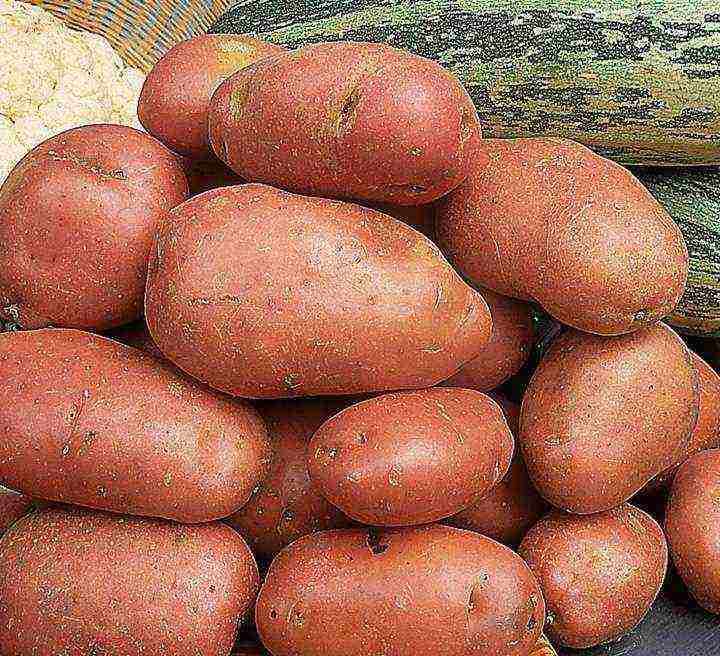Сорт картофеля "ред леди": описание сорта и характеристика с фото русский фермер