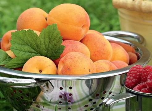 Посадка абрикоса, как правильно сажать весной и не только, как посадить саженцами, технология и уход, пошаговая инструкция + видео