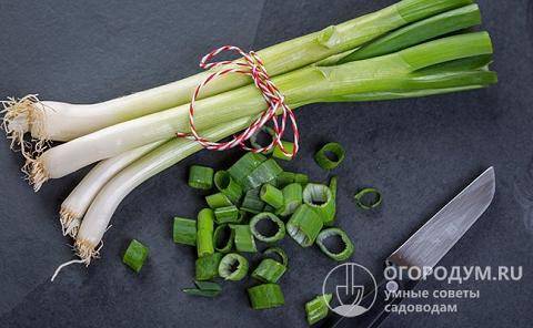 Как сохранить зеленый лук свежим в холодильнике и заготовить его на зиму, чтобы он долго оставался полезным и в течение какого срока можно употреблять продукт?