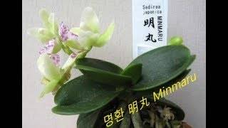 Sedirea japonica — википедия. что такое sedirea japonica