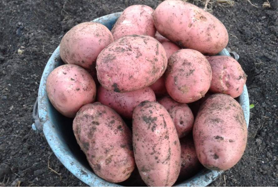 Описание и характеристика картофеля сорта лабадия