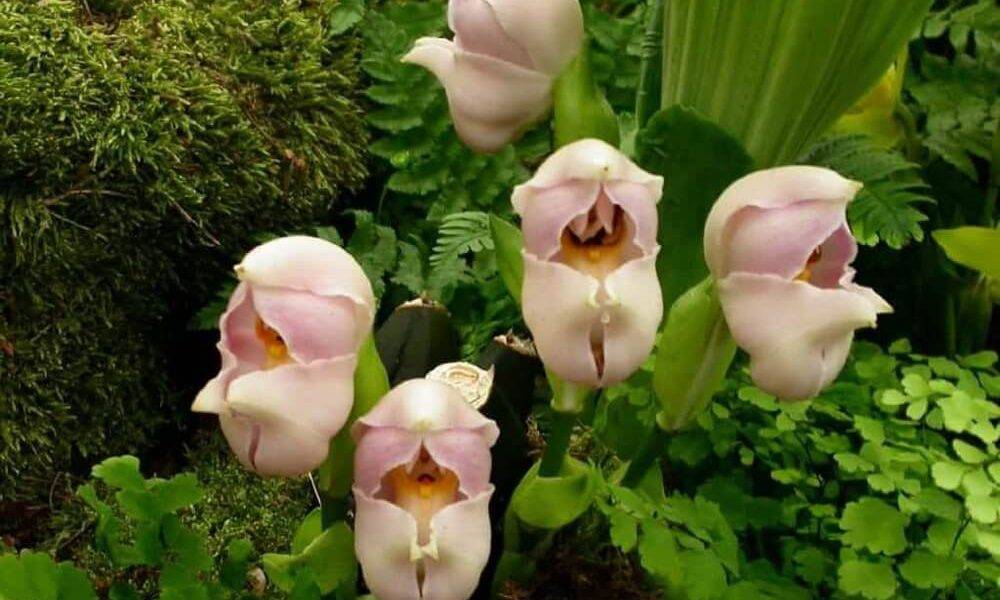 Необычные орхидеи: особенности и сорта