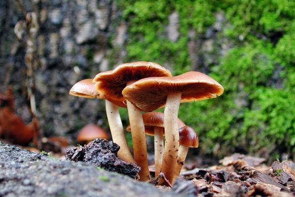 Белые грибы в подмосковье: где собирать и где растут в 2020
