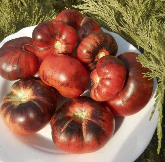 Описание сортов томатов, выращенных мной в 2015гг: дневник пользователя ssvetik-5