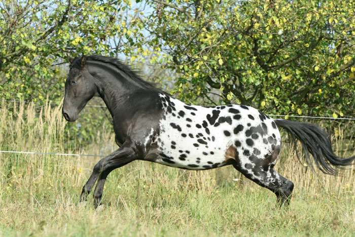 ᐉ лошадь породы аппалуза: происхождение, описание экстерьера, характер, использование - zooon.ru