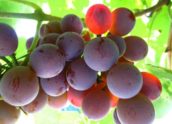 Как вырастить виноград лидия