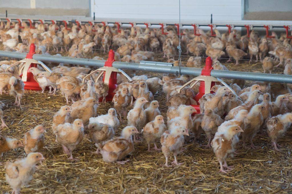 Начинающим птицеводам: как содержать и выращивать кур