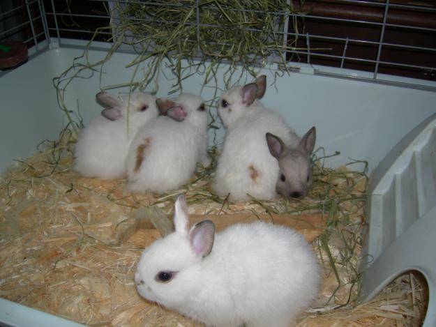 Правильный уход за кроликами в домашних условиях