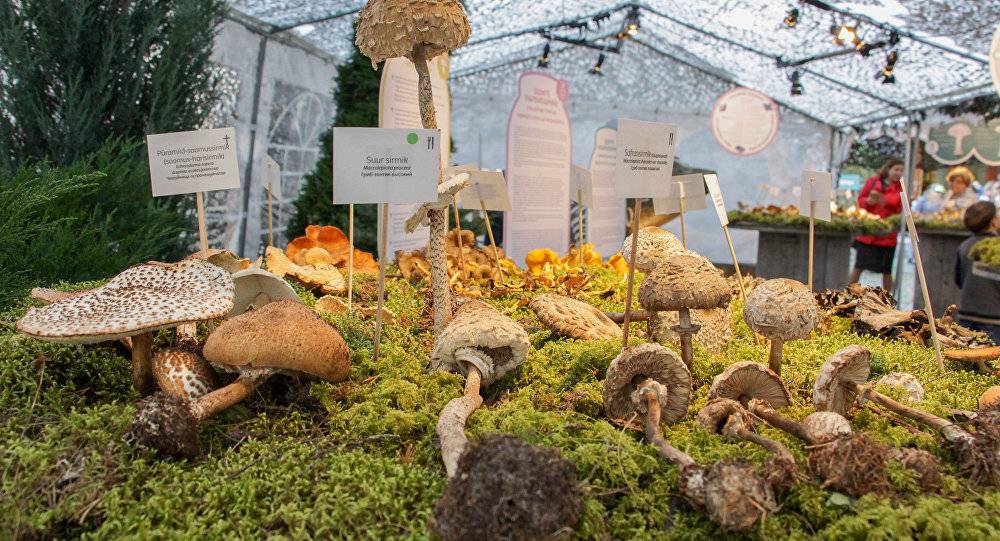 Лобовская просека, тагайский лес. ульяновцы рассказывают, где собирают грибы, и хвастаются "добычей" | главные новости ульяновска