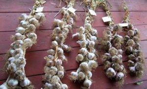 Способы плетения кос из чеснока