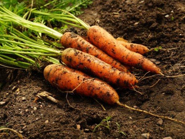 Черная морковь: что это такое, где растет и как выглядит на фото, а также состав мякоти и сока, сорта и агротехника выращивания русский фермер