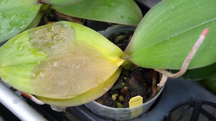 Как разводить и применять фитоспорин для орхидей