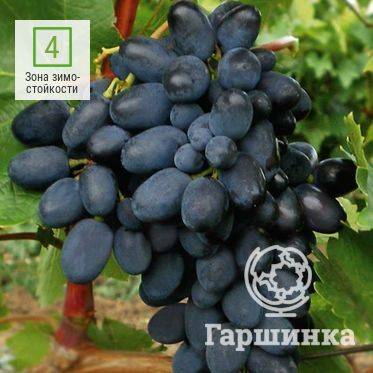 Виноград Загадка Шарова — описание сорта