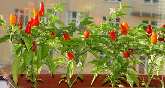 Овощи на балконе: 5 секретов урожая. грядки на подоконнике - секреты правильного ухода за растениями
