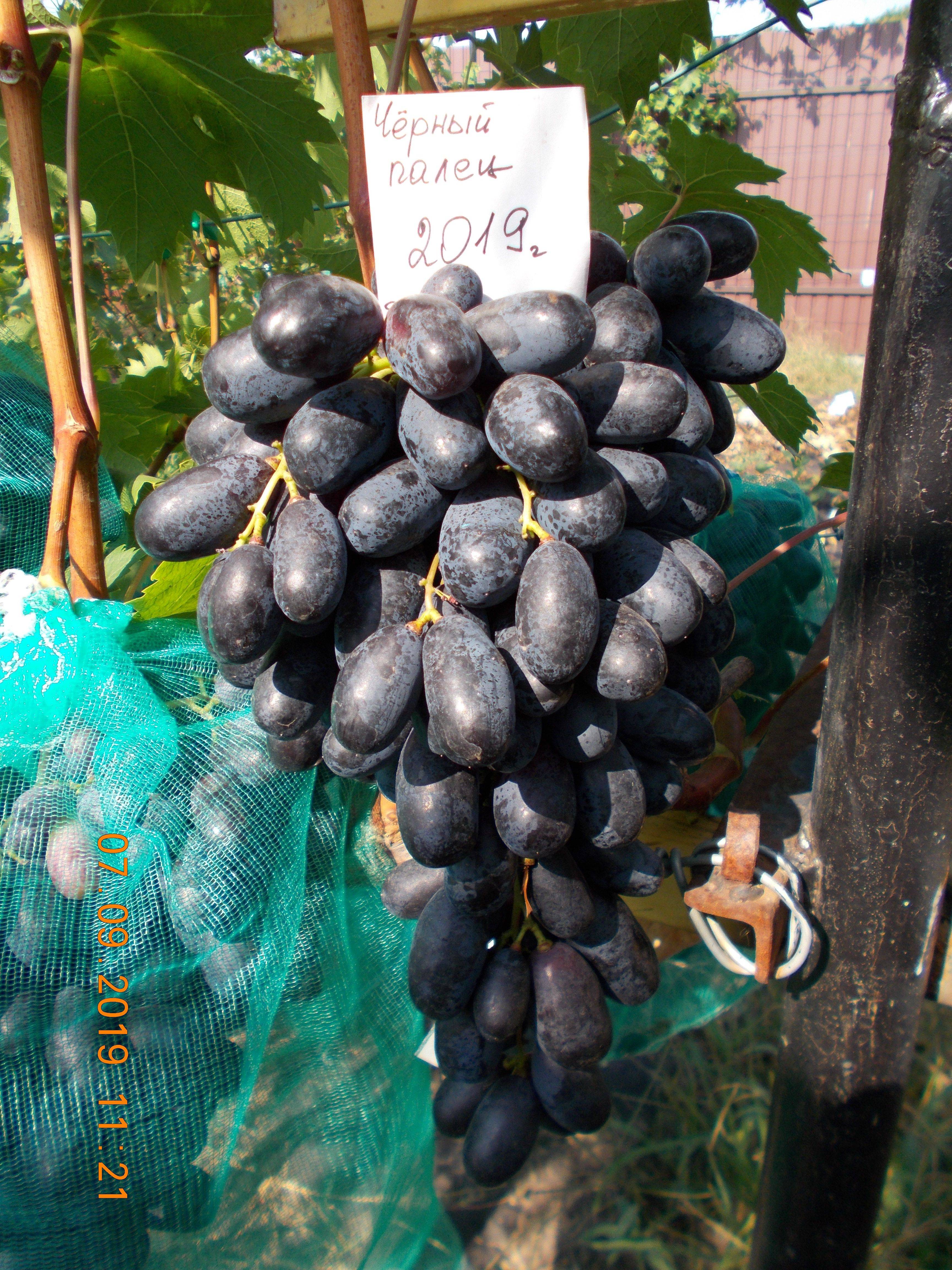 Виноград черных сортов (24 фото): описание - «цимлянский» и «палец», «макси» и «изумруд», польза и вред для организма