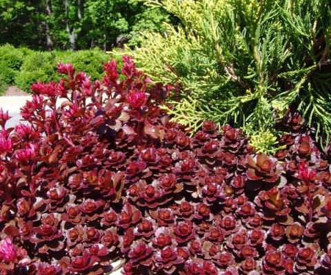 Очиток ложный (39 фото): посадка и уход за почвопокровным седумом, описание сортов «розеум» и «фулдаглут», выращивание из семян