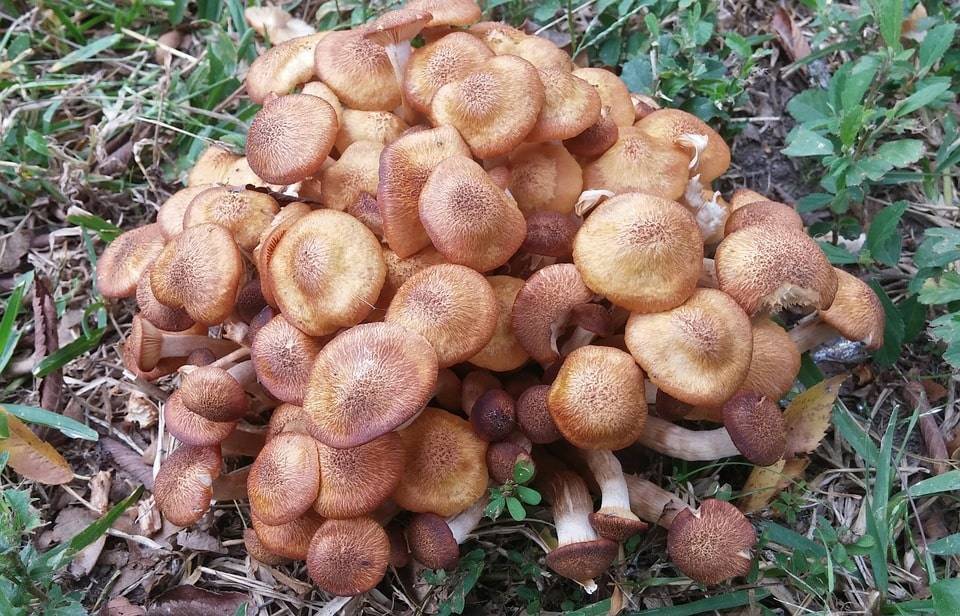 Выращивание опят в домашних условиях. как вырастить грибы опята для новичков. технология выращивания грибов опят в домашних условиях и на даче