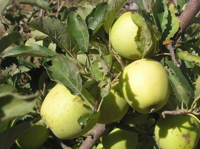 Голден делишес — сорт яблок и описание яблони